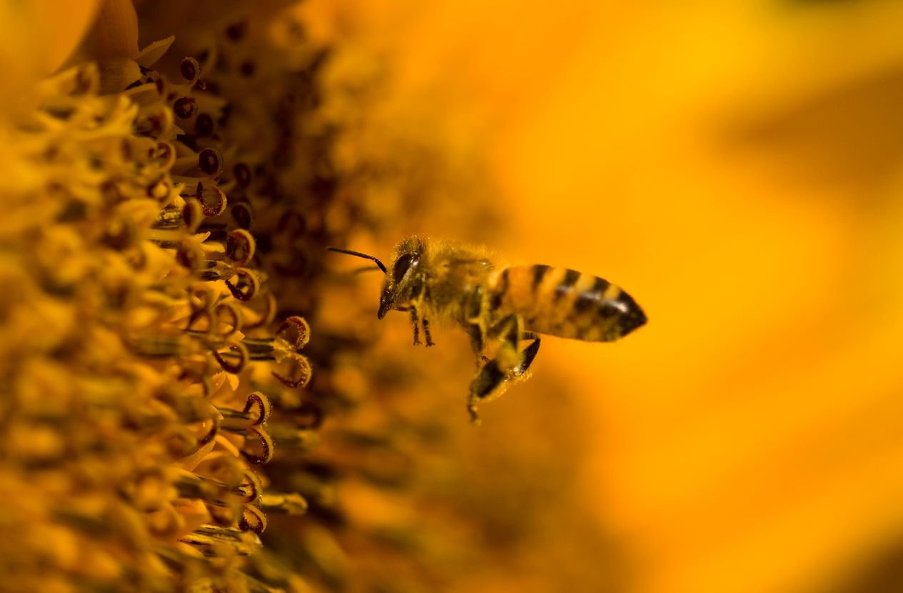 ¡La supervivencia de esta abeja depende de la hiedra! Aquí te explicamos cómo salvar a esta especie solitaria.