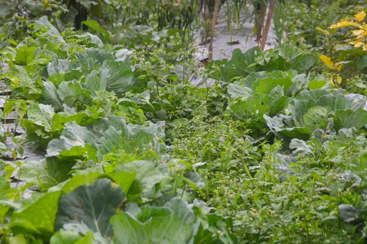 ¿Cómo se puede aplicar en tu jardín?