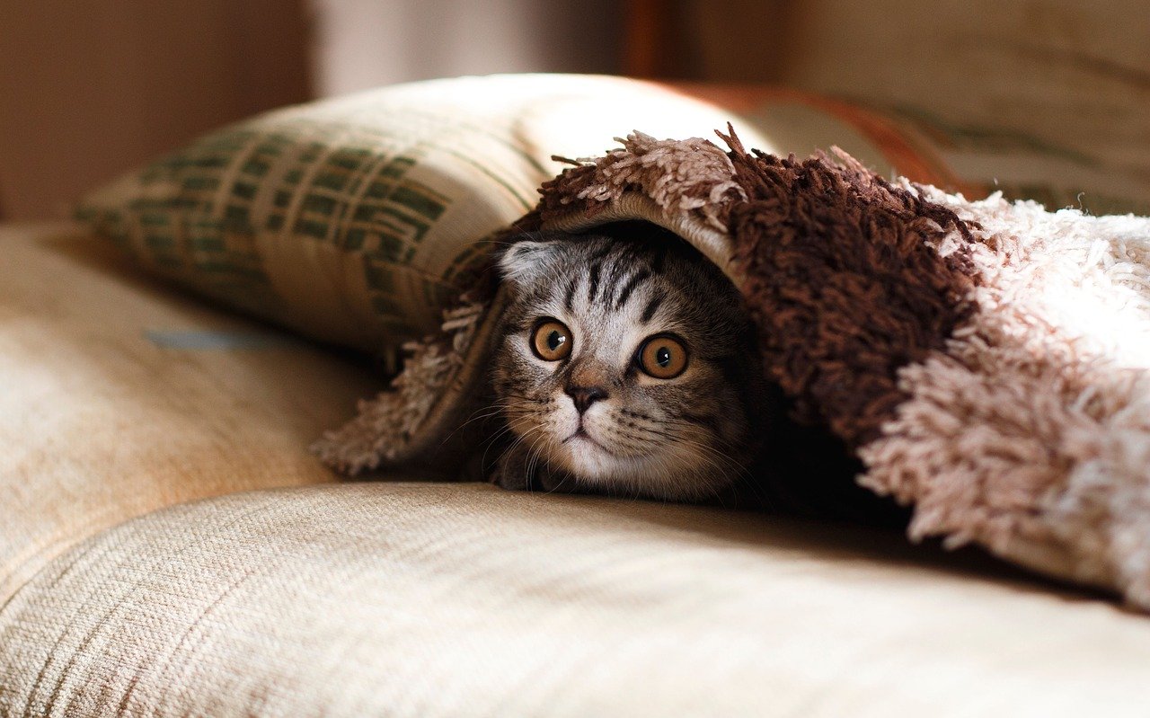 Entrenar a un gato para que se acostumbre fácilmente a la caja de transporte.