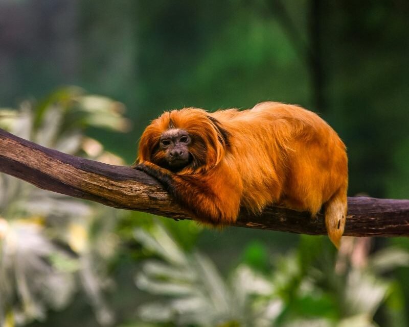 Fomentar la protección de la naturaleza y abordar la crisis ecológica.