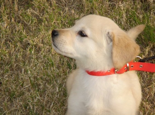 Golden Retriever: personalidad, crianza y costo.