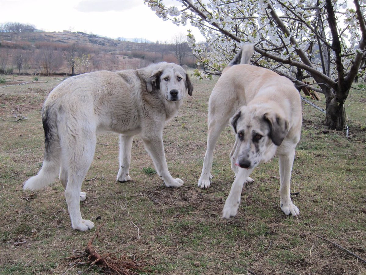 Manzanos afirma que La Rioja está «esperando» a que la Ley Estatal de Protección Animal continúe con la autonómica.