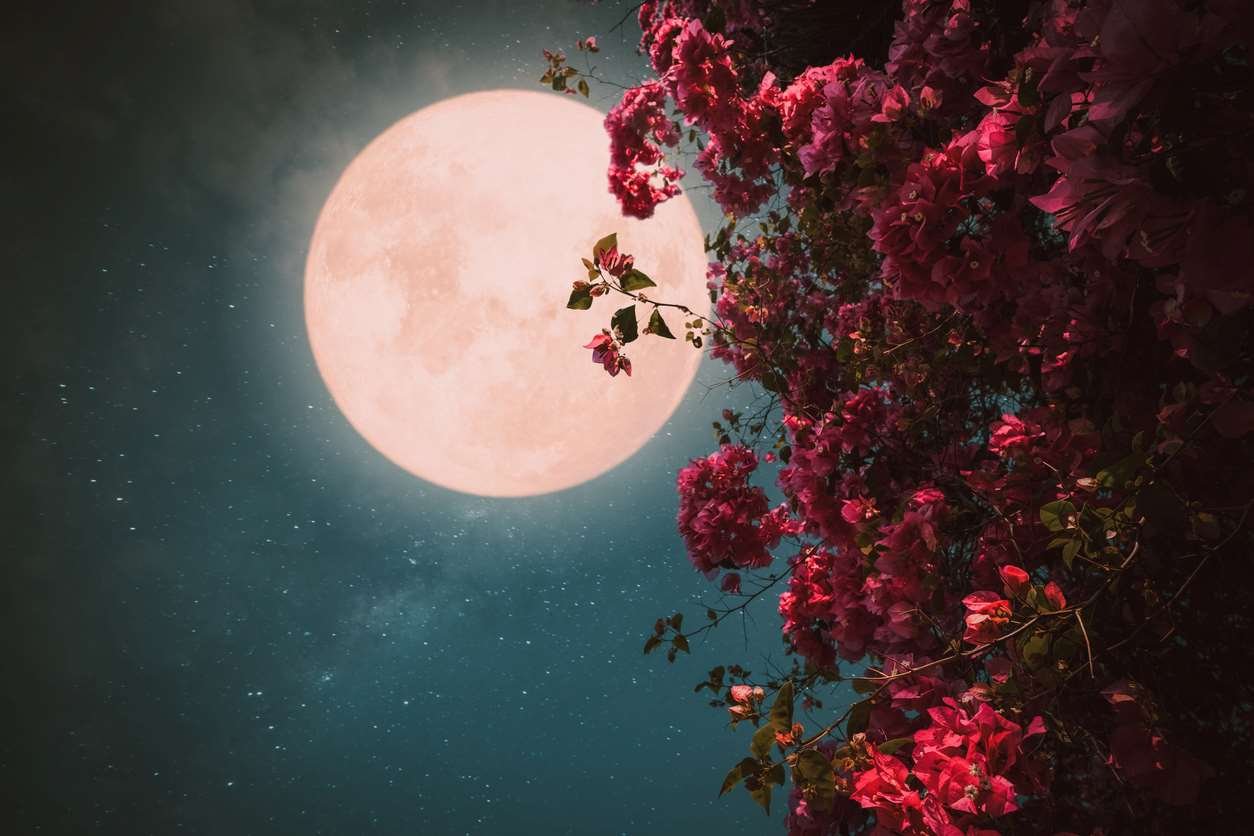 Jardinería con la luna en junio de 2024: el calendario lunar