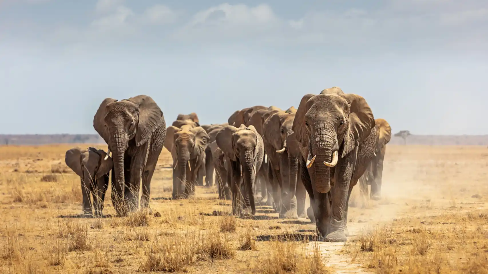 Cada elefante tiene su propio nombre y se llama entre sí en la manada