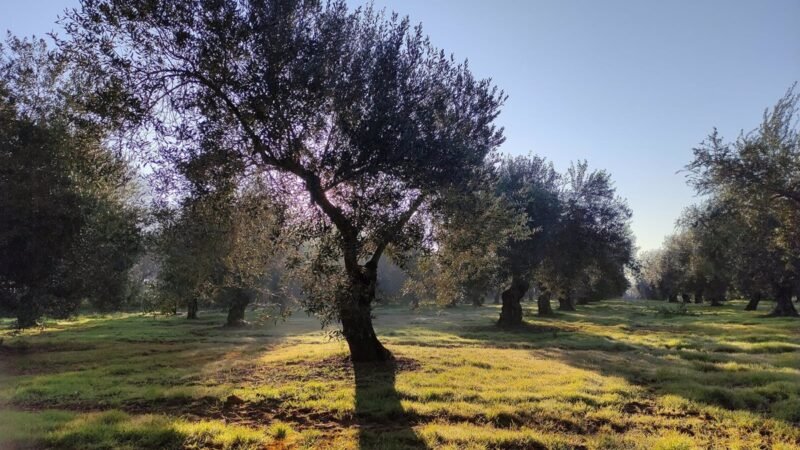 Descubren 173 nuevas variedades de aceituna en España