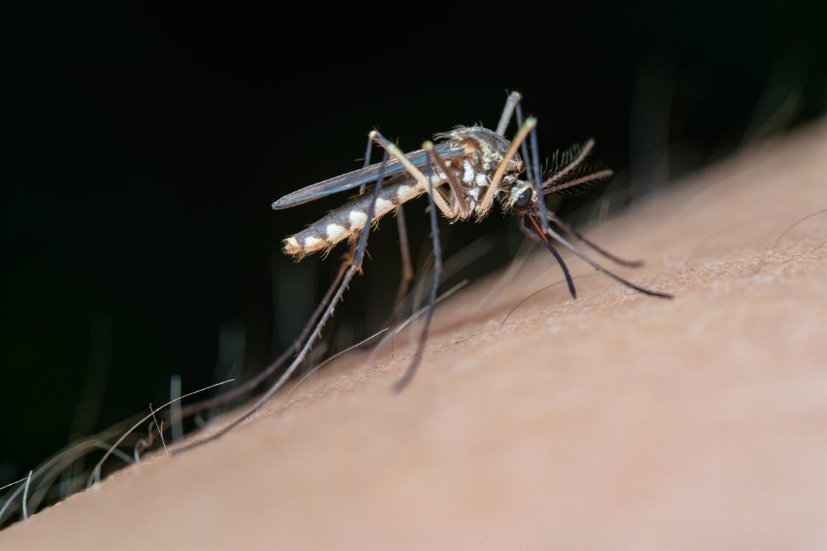 El ECDC advierte sobre una «tendencia continua al alza» de las enfermedades transmitidas por mosquitos en Europa