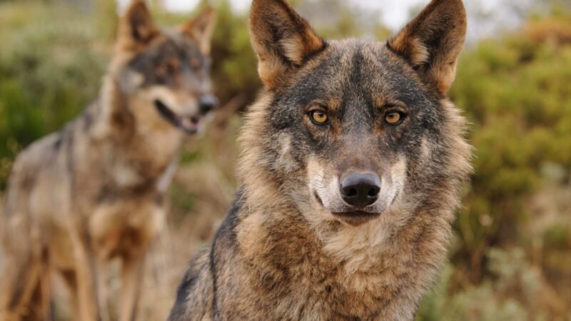 El regreso del lobo a Andalucía tras el éxito del lince ibérico