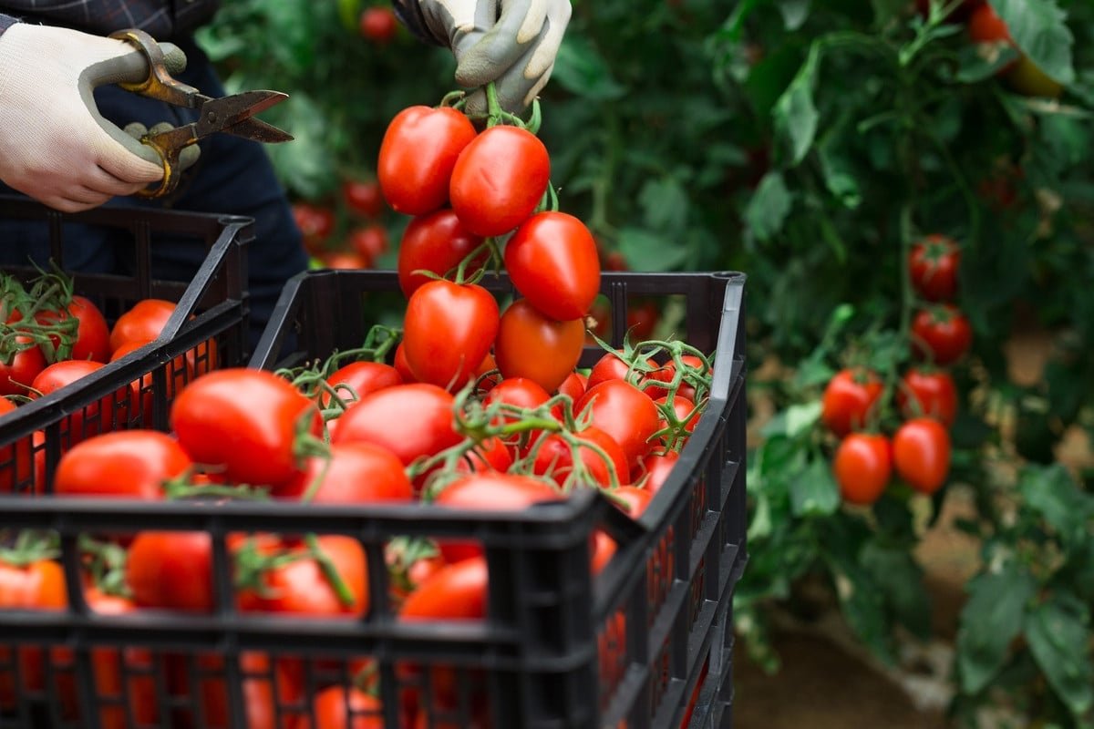 Estos tres errores que estás cometiendo pueden arruinar tu cosecha de tomates.