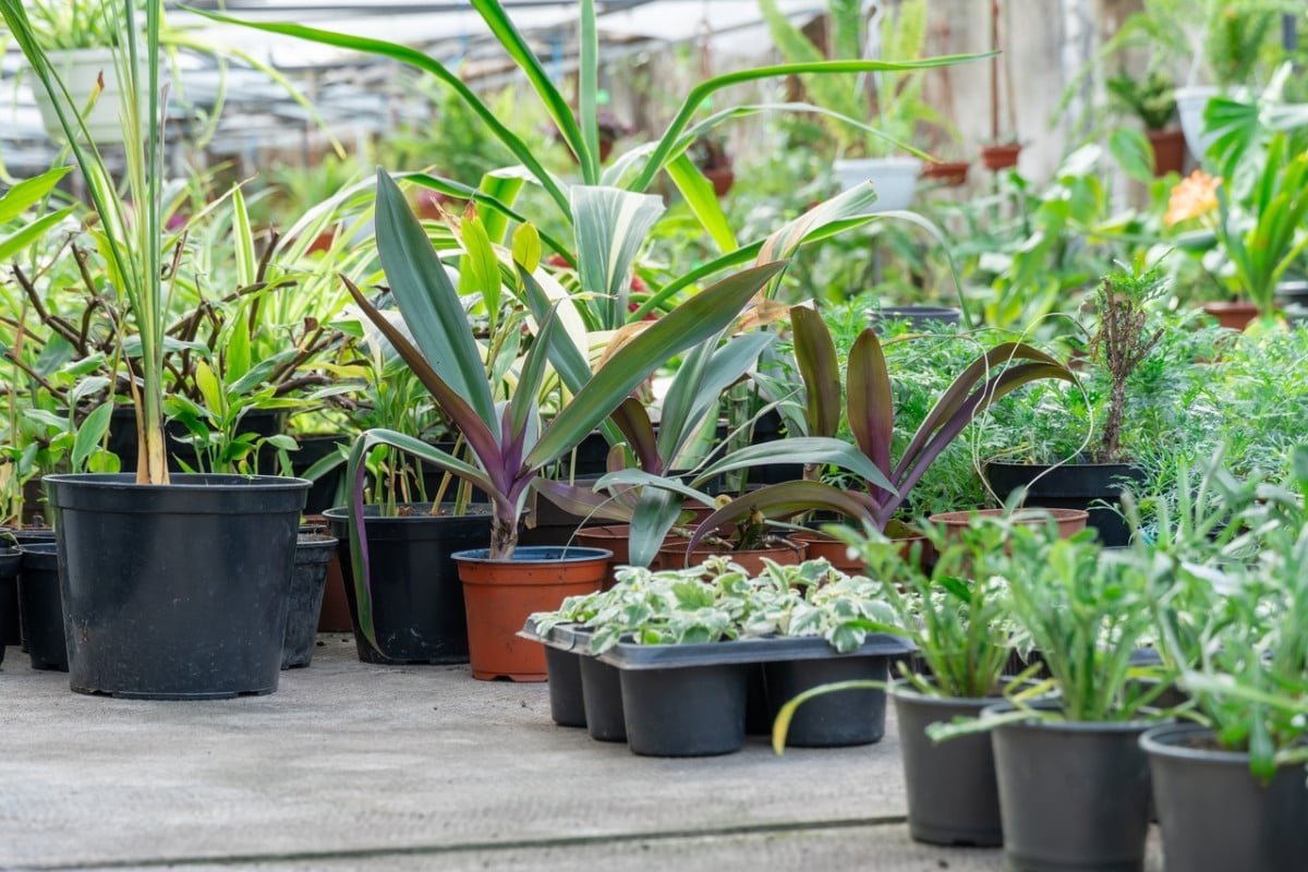 Ingrediente secreto y económico para revivir tus plantas