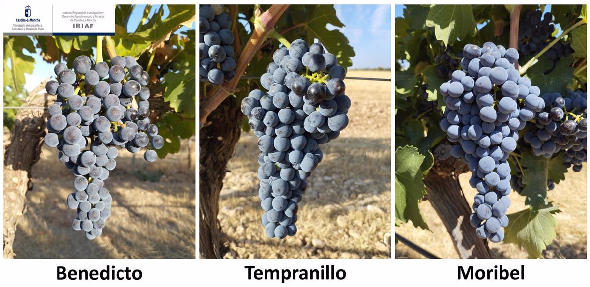 Investigadores del C-LM identifican variedades de uva alternativas al Tempranillo, mejor adaptadas al cambio climático