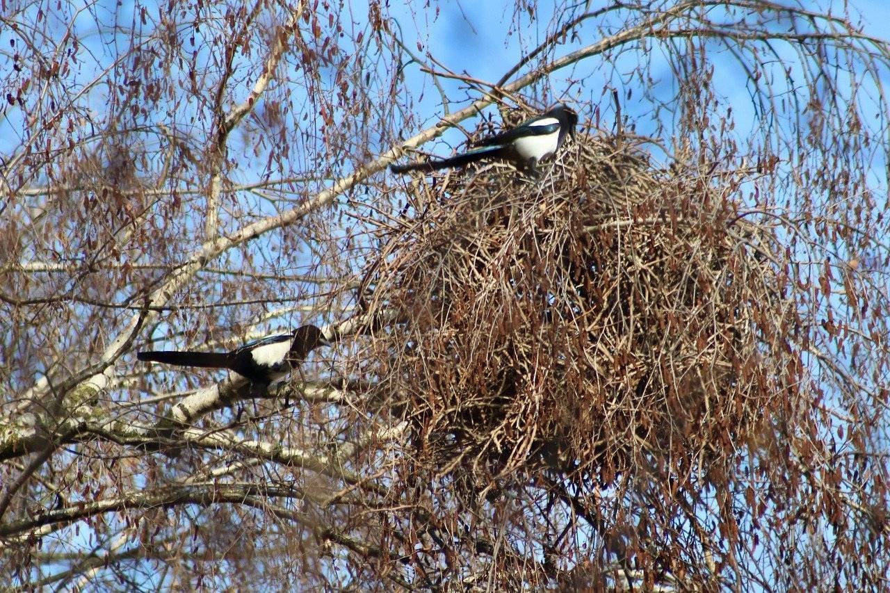 La mayoría de los nidos de urracas y urracas contienen residuos plásticos