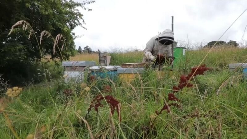 Las lluvias ponen en peligro a las abejas