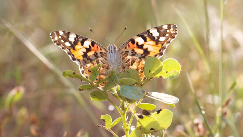 Las mariposas Cardade: migración de África a Guayana Francesa