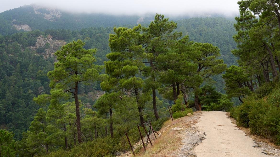 Nuevas ayudas en Madrid para mejorar biodiversidad en bosques privados