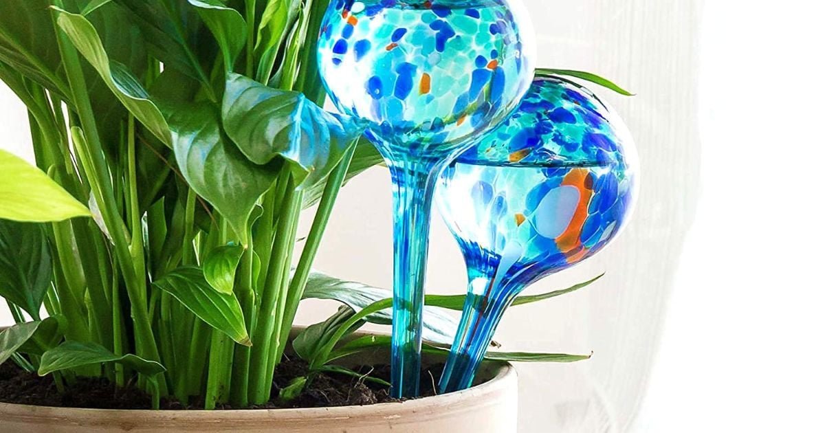 Preguntamos a los expertos qué opinan sobre el globo regadera para plantas