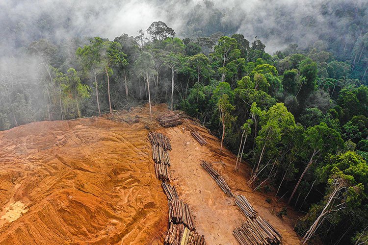 Solo 8 países se toman en serio los compromisos globales para detener la deforestación para 2030