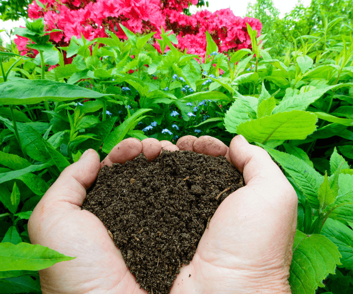 ¿Cómo hacer tu propio fertilizante hidropónico casero en 5 sencillos pasos