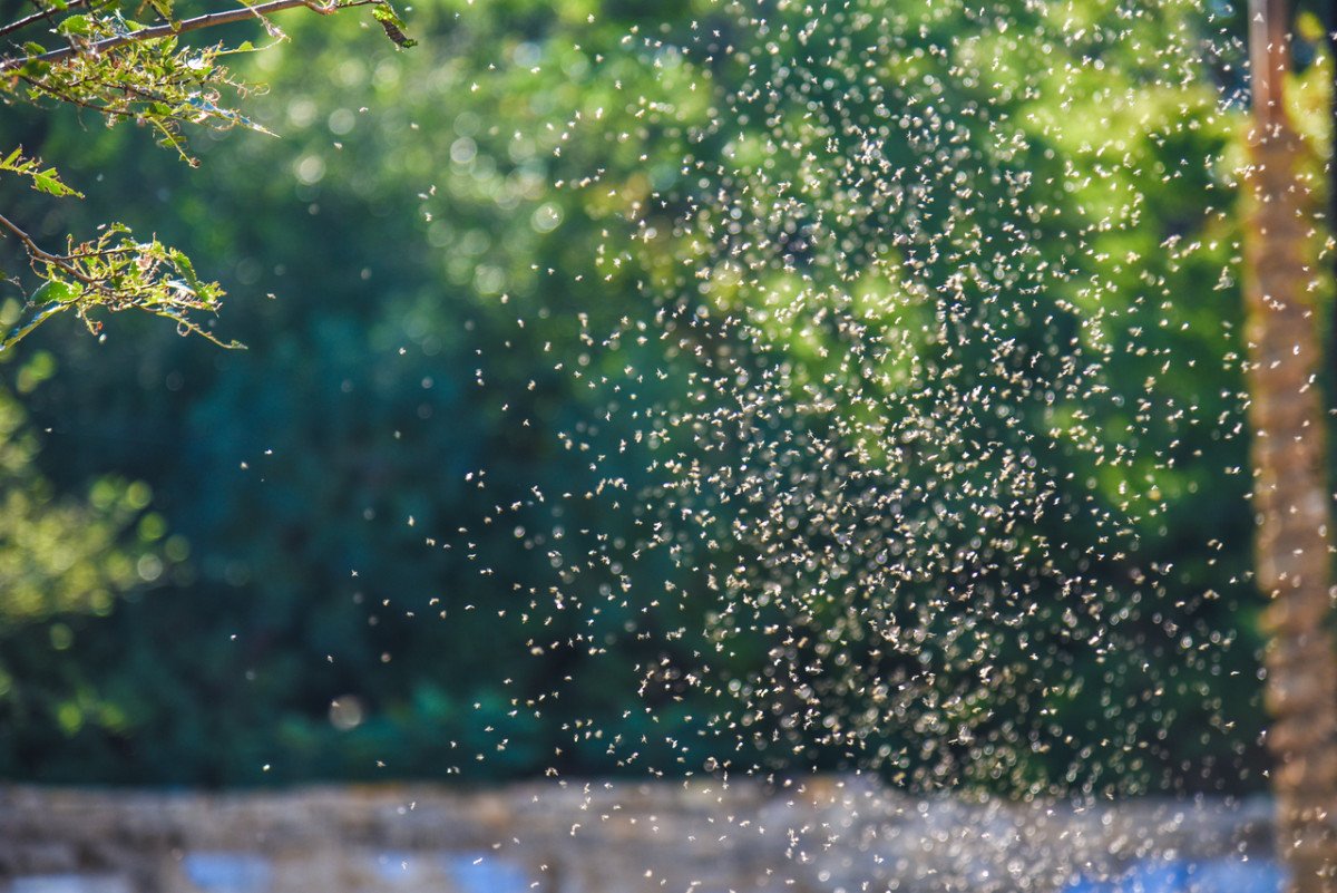 ¿Estamos listos para una invasión de mosquitos este verano?