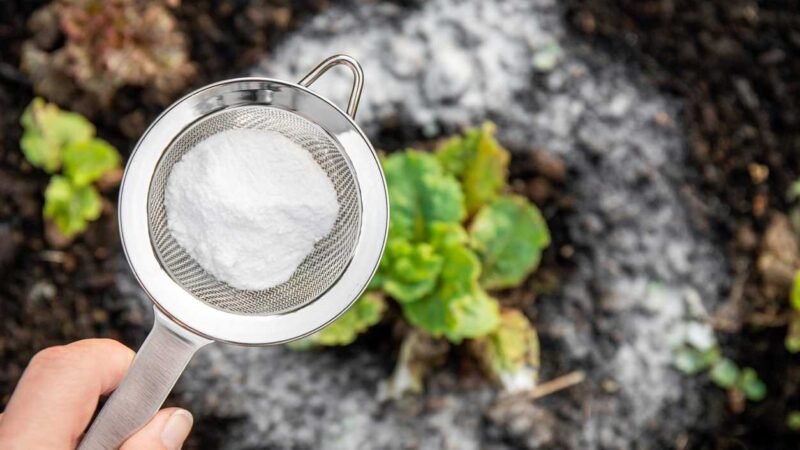 ¡El inesperado poder del ingrediente cotidiano en el jardín!