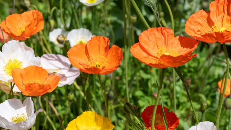 ¿Sueñas con una hermosa flor sin regar? ¡Plántala este verano!