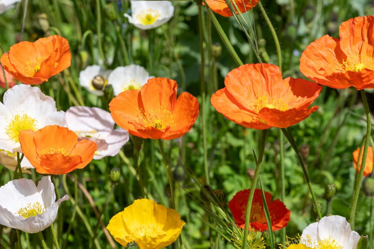 ¿Sueñas con una hermosa flor sin regar? ¡Plántala este verano!