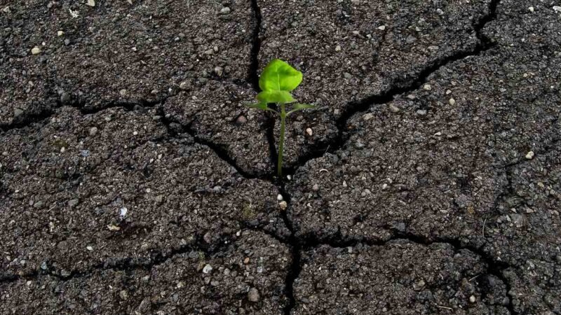 Esta planta increíble crece en todas partes y hasta en piedras