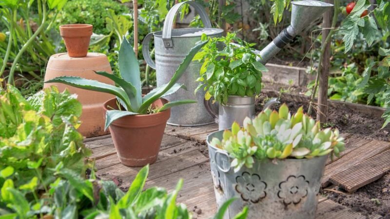 4 plantas que resisten el calor extremo para un verano tranquilo.