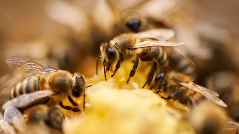 ¡Salva a las abejas plantando esta planta mágica!