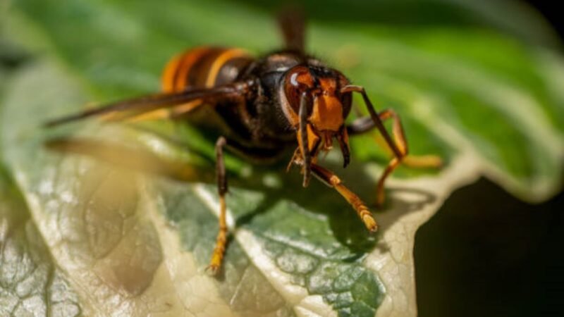 El avispón asiático, un enemigo temible para las abejas y la biodiversidad