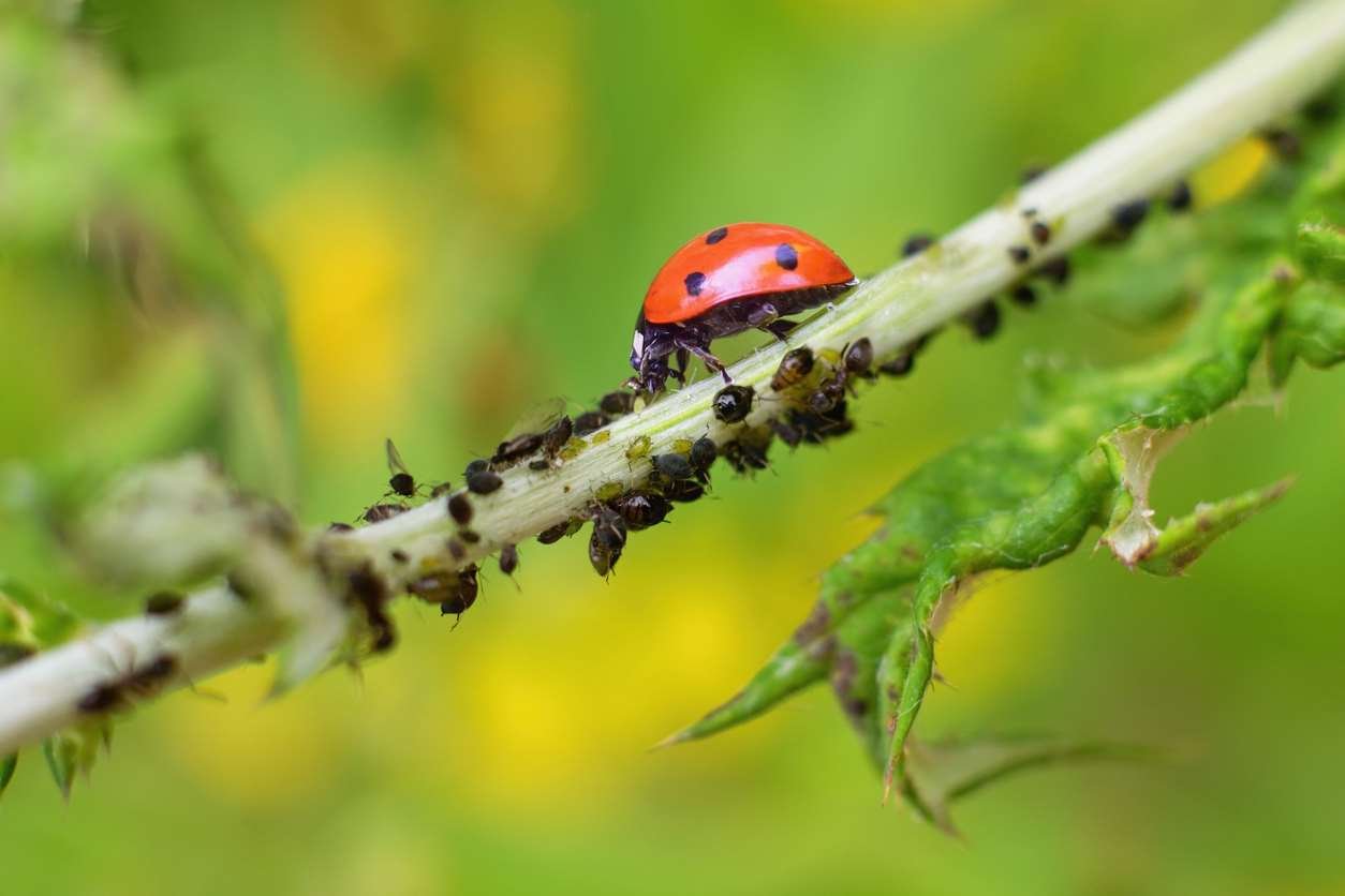 El poder de los gorgojos del jardín: ¡un secreto que cambiará todo!