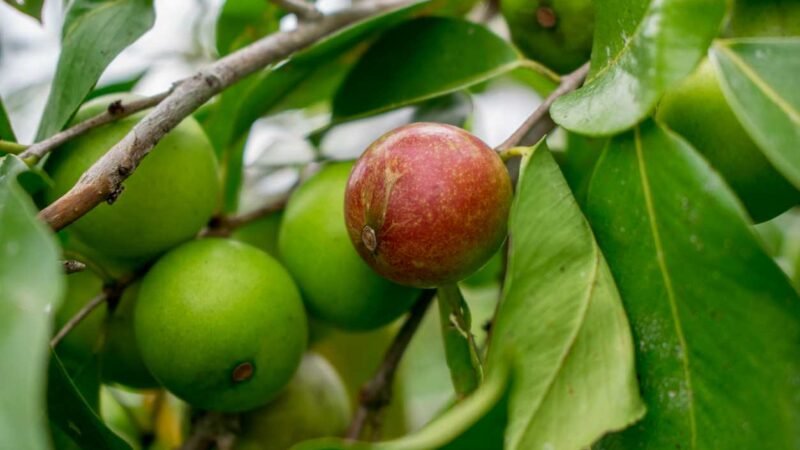 La planta con un nombre curioso y sus propiedades medicinales impresionantes.