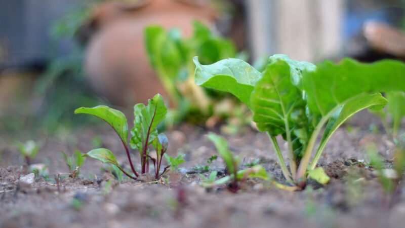 Cuatro verduras ideales para sembrar en agosto.