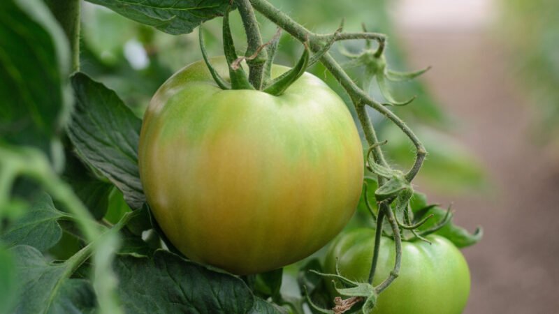 ¿Por qué tus tomates no se ponen rojos? Carecen de un elemento esencial.