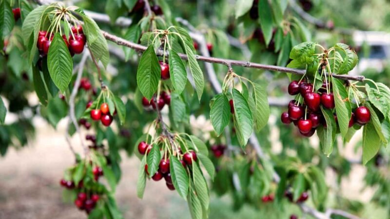 Error común al plantar cerezos: ¡evítalo!