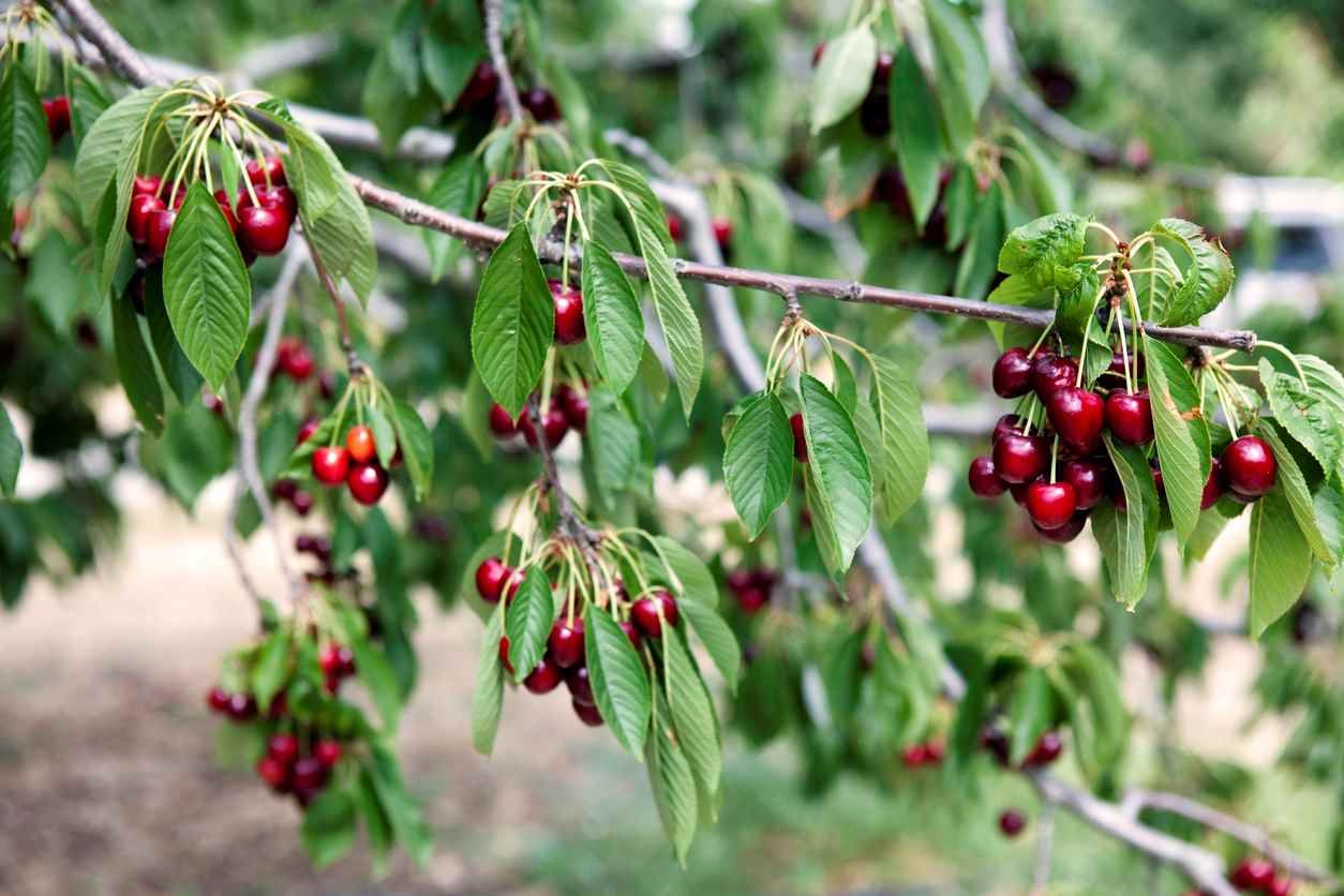 Error común al plantar cerezos: ¡evítalo!