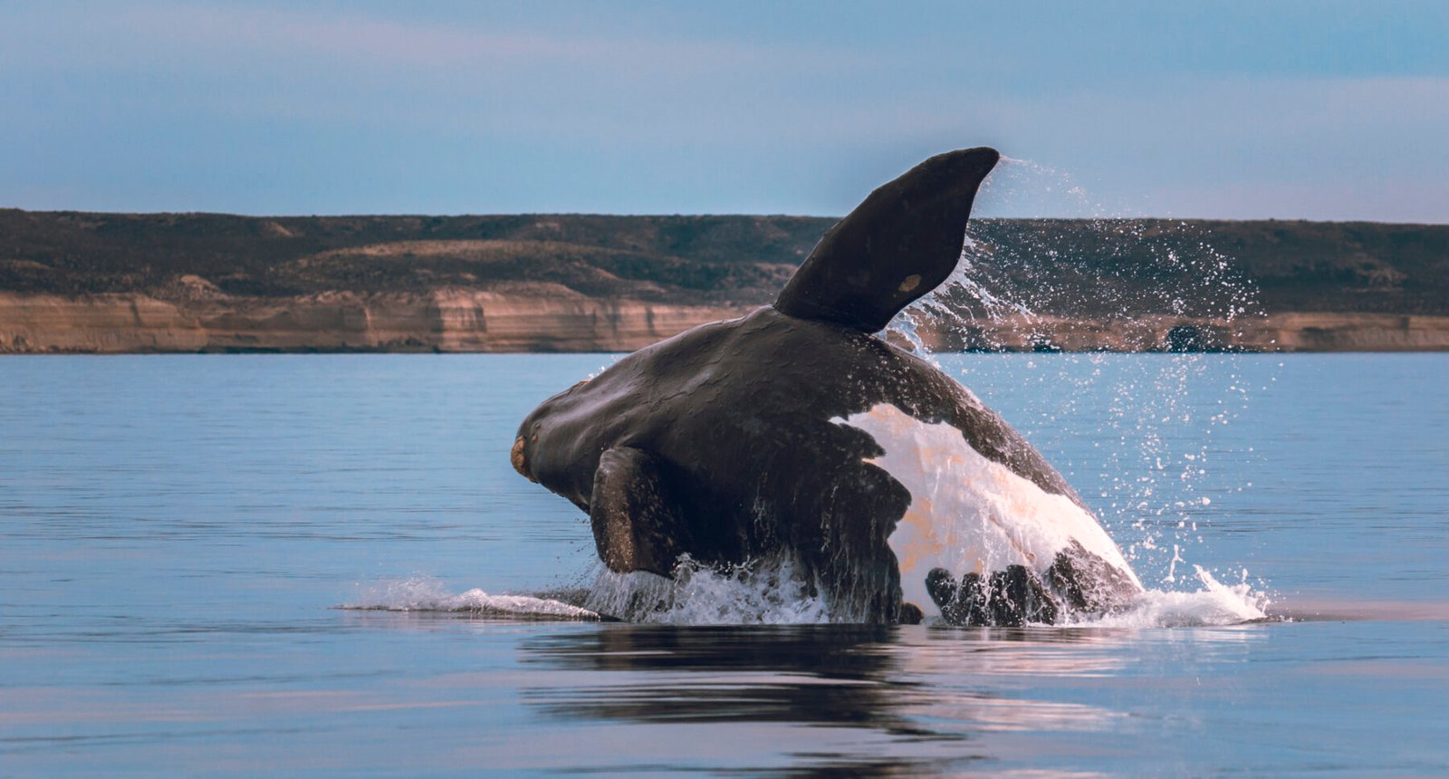 Alimentación de la ballena franca austral en Península Valdés.