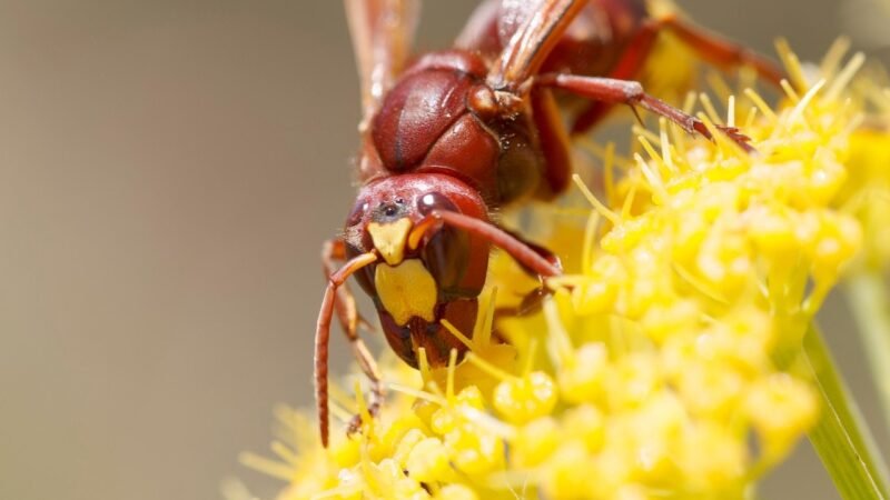 Cómo evitar una plaga incluso peor que el avispón asiático