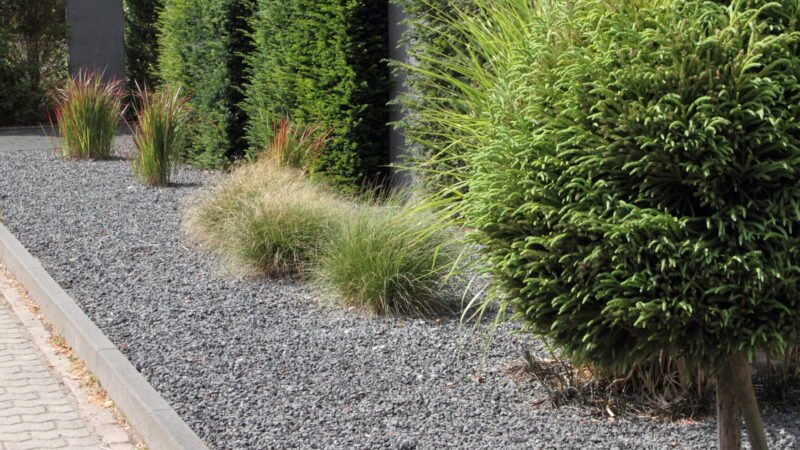 Cuidado con la planta invasiva para tu jardín