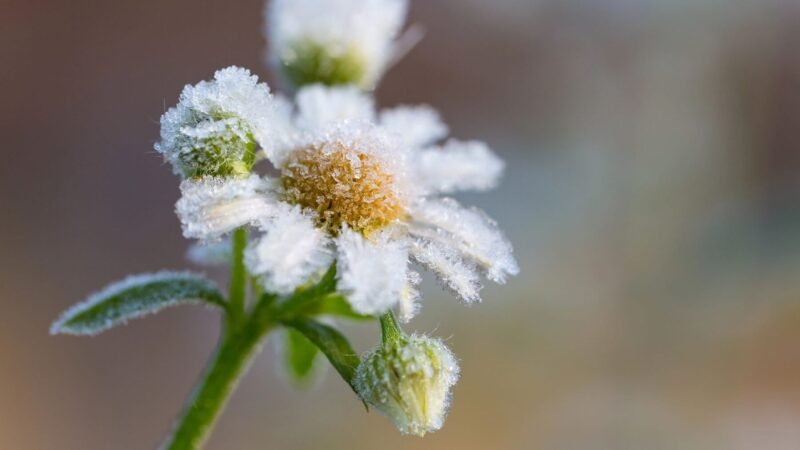 Descubre la adaptación de las plantas al frío