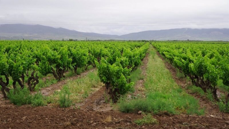El BOR publica orden de ayudas para compensar pérdida de ingresos en viñedos de Rioja.
