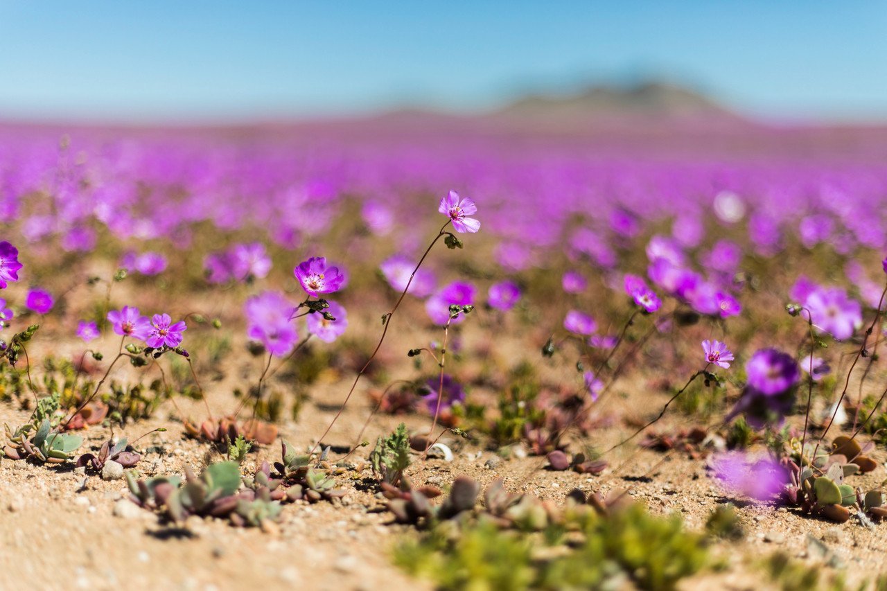 El desierto más seco del mundo se llena de flores: un espectáculo único