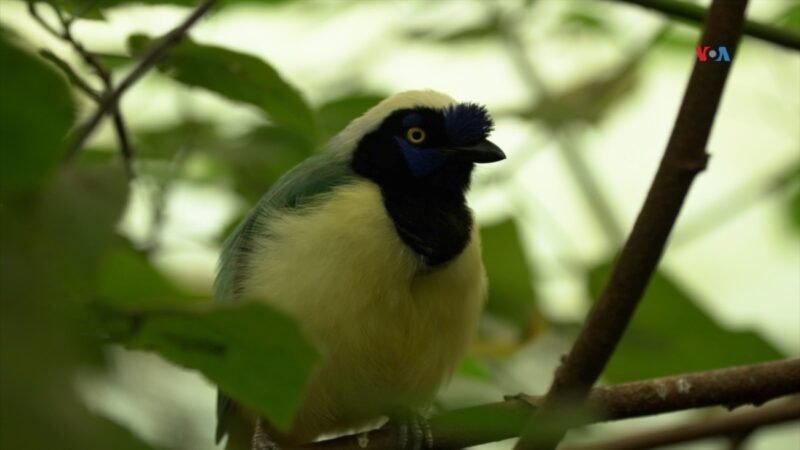 El santuario de Columbia rescata animales del tráfico de especies