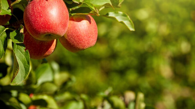 Injerta tus manzanos con nuestro método fácil para tu huerto.