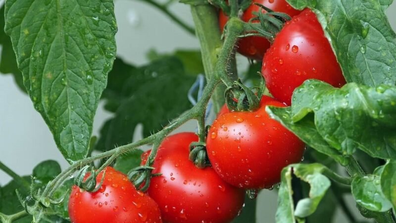 La buena relación entre tomates y albahaca en el huerto y en el plato.