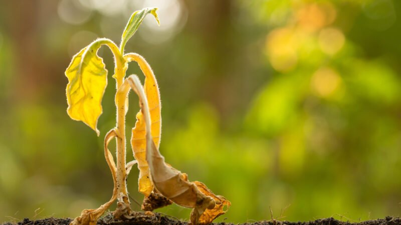 La ola de calor en Francia: 4 tareas para proteger tu jardín