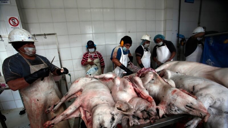 La propuesta de ley causa sensación en Ecuador: defensa de los animales.