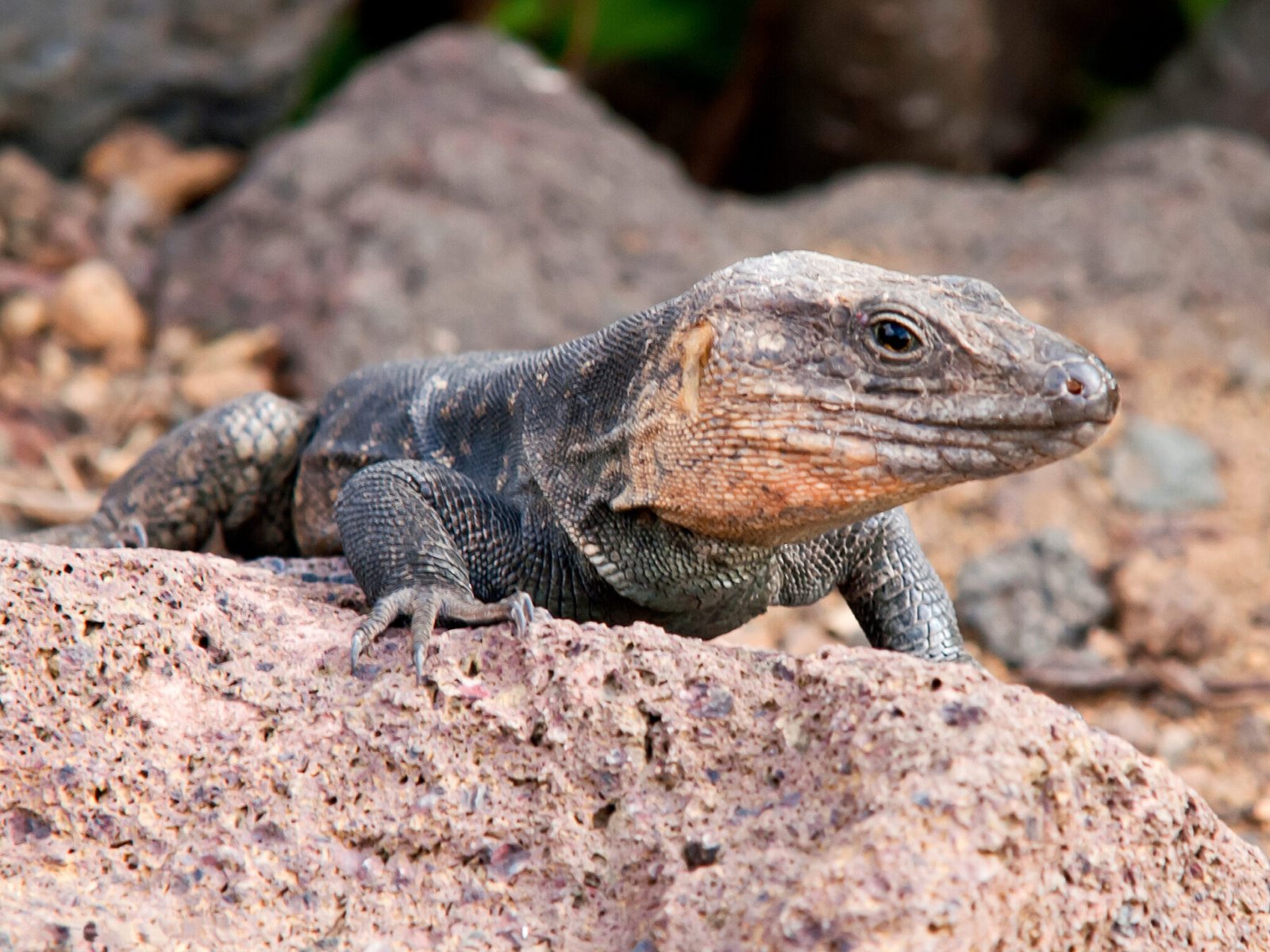 La serpiente californiana amenaza al lagarto gigante de Gran Canaria