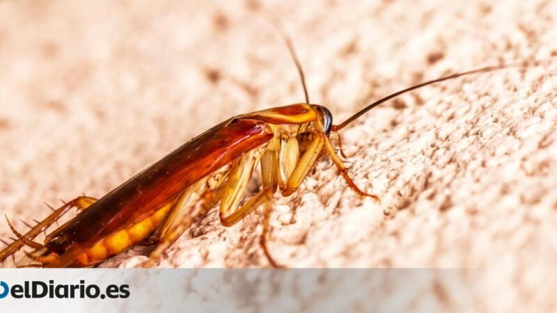 Maneras naturales de eliminar las cucarachas en casa