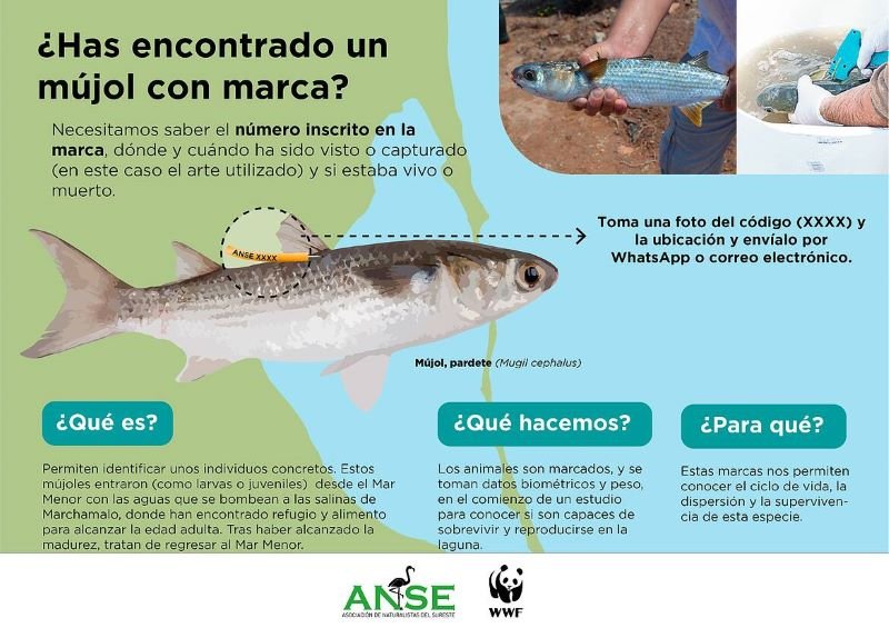 Marca recomendada para pescar salmonete en el Mar Menor