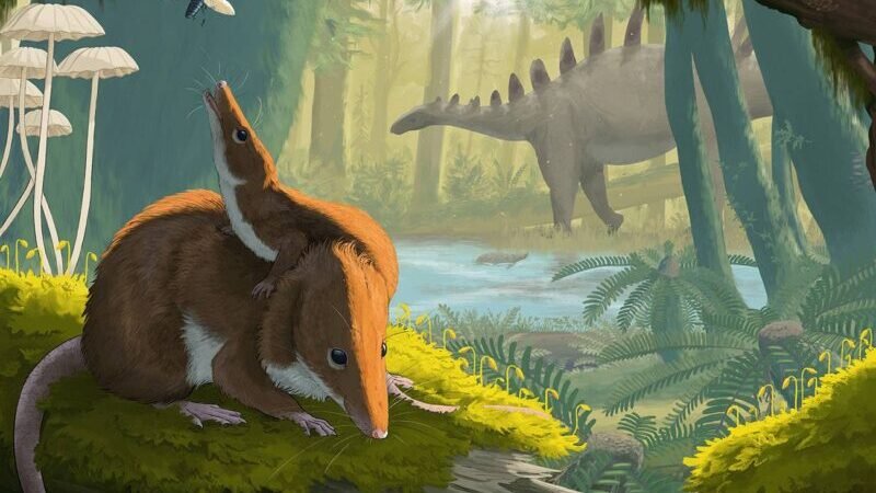 Pequeños mamíferos del Jurásico: más largos que los actuales